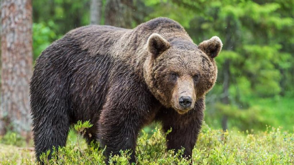 Five-Animal Frolics Qigong — Bear Play：Strengthen Spleen & Stomach, Massage the Internal Organs