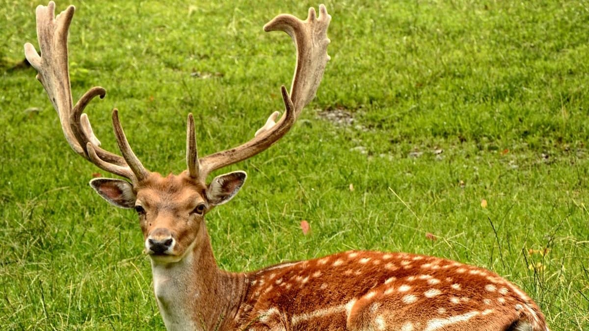 Five-Animal Frolics Qigong — Deer Play: Enhancing Spinal Mobility and Improving Joint Flexibility